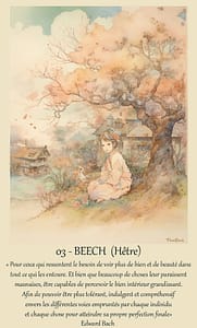 Dessin et texte à propos de la fleur de Bach Beech.