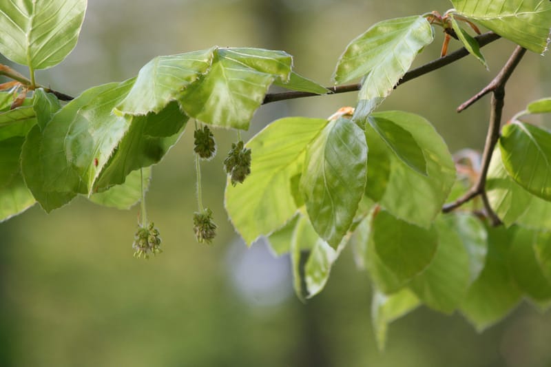Photo illustrant la fleur de Bach Beech.